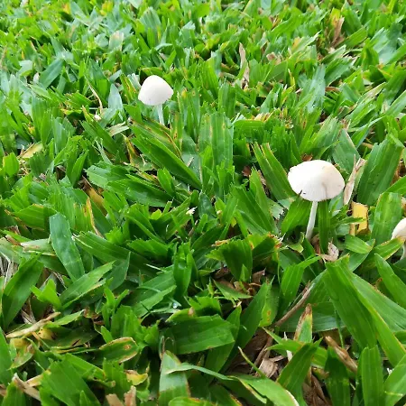 Wooden House 民宿 阿尔库什迪瓦尔德维什